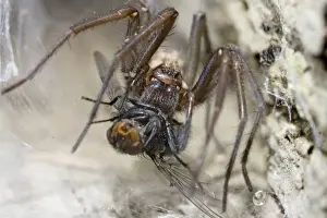 Flies Prints: Picture No. 10741427