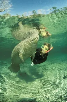 Manatees Prints: Picture No. 10741812