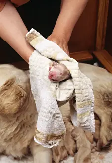 Veterinary Prints: Picture No. 10742714
