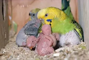 Budgie Prints: Picture No. 10742845