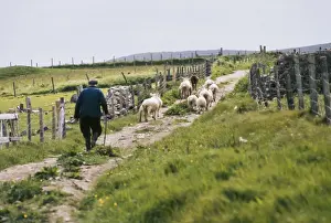 Stockmen Prints: Picture No. 10743349