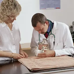 Veterinary Prints: Picture No. 10743416