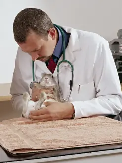 Veterinary Prints: Picture No. 10743417