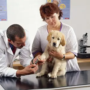 Vets Prints: Picture No. 10743476