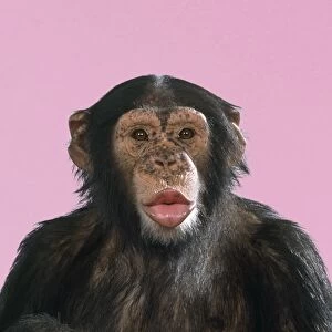 Chimps Collection: Picture No. 10743731
