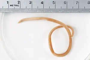 Worm Prints: Picture No. 10744403