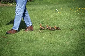 Mallards Prints: Picture No. 10744691