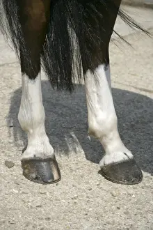 Hooves Prints: Picture No. 10745634