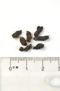 Faeces Prints: Picture No. 10746370
