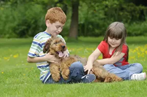 Briard Prints: Picture No. 10746619