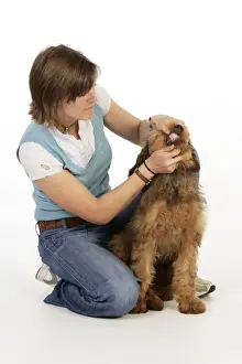 Briard Prints: Picture No. 10746638
