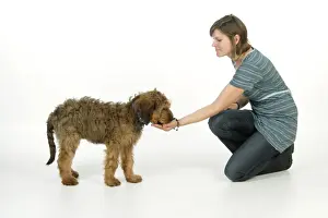 Briard Prints: Picture No. 10746659