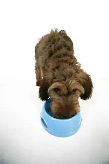 Briard Prints: Picture No. 10746663