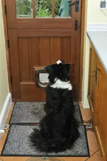 Barking Prints: Picture No. 10746756