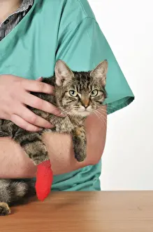 Veterinary Prints: Picture No. 10747101