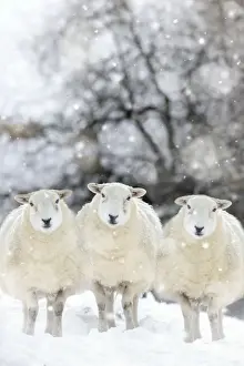 Christmas Prints: Picture No. 10748028