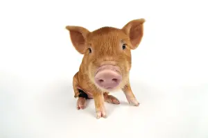 Kune Prints: Picture No. 10748320