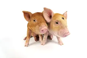 Kune Prints: Picture No. 10748323