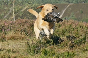 Images Dated 24th August 2009: Picture No. 10748546