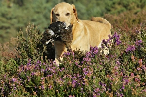 Images Dated 24th August 2009: Picture No. 10748547