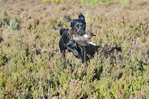 Images Dated 24th August 2009: Picture No. 10748550