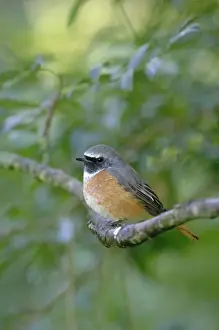 Redstart Prints: Picture No. 10748925