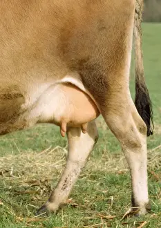 Cows Prints: Picture No. 10749736