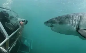 Carcharodon Prints: Picture No. 10750315