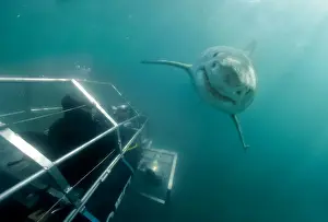 Carcharodon Prints: Picture No. 10750319