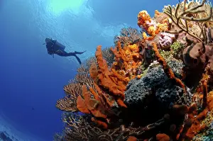 Reefs Prints: Picture No. 10750379