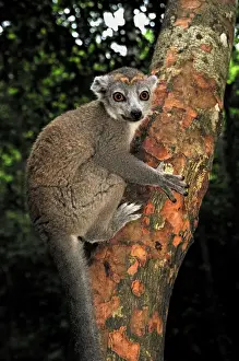 Eulemur Prints: Picture No. 10750529