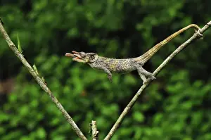 Chameleons Prints: Picture No. 10750642