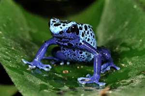 Frogs Collection: Picture No. 10750866