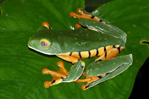 Agalychnis Prints: Picture No. 10750980