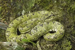 Viper Prints: Picture No. 10751297