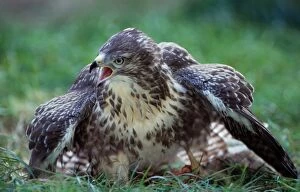 Buzzards Collection: Picture No. 10752187