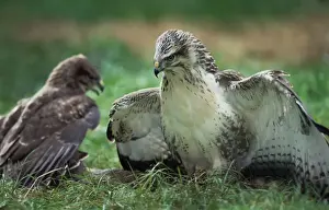 Buteo Prints: Picture No. 10752188