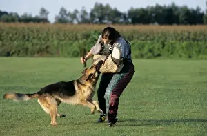 Police Prints: Picture No. 10752428