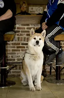 Akita Prints: Picture No. 10752565