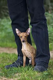 Pinscher Prints: Picture No. 10753006
