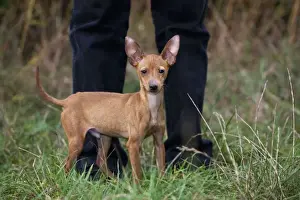 Pinscher Prints: Picture No. 10753007