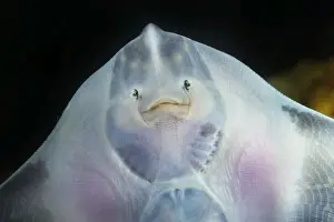 Plaice Prints: Picture No. 10753238