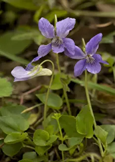 Violet Prints: Picture No. 10754082