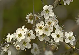Prunus Prints: Picture No. 10754083