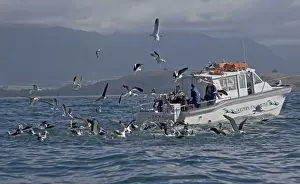 Gulls Prints: Picture No. 10754203