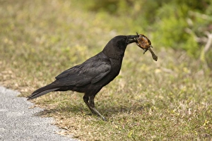 Corvid Collection: Picture No. 10754689