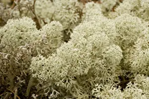 Lichens Prints: Picture No. 10755074