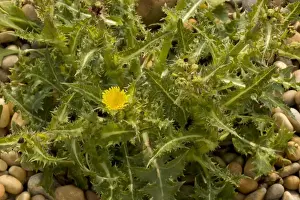 Prickly Prints: Picture No. 10755076