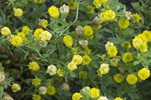 Trefoil Prints: Picture No. 10755078