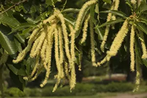 Chestnut Prints: Picture No. 10755093